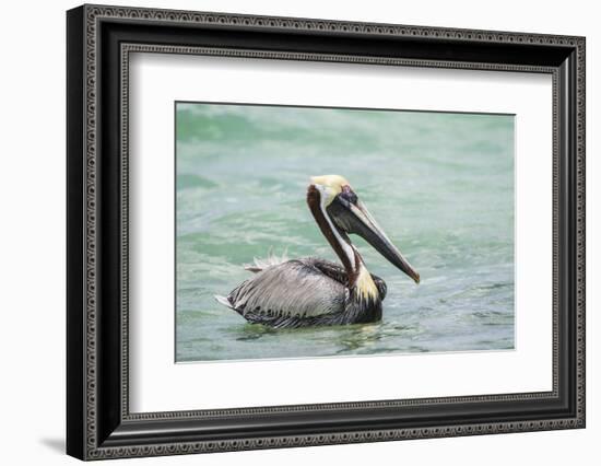 Belize, Ambergris Caye. Adult Brown Pelican floats on the Caribbean Sea.-Elizabeth Boehm-Framed Photographic Print