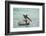 Belize, Ambergris Caye. Adult Brown Pelican floats on the Caribbean Sea.-Elizabeth Boehm-Framed Photographic Print