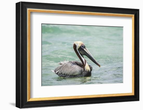 Belize, Ambergris Caye. Adult Brown Pelican floats on the Caribbean Sea.-Elizabeth Boehm-Framed Photographic Print