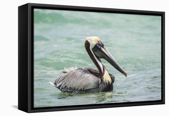 Belize, Ambergris Caye. Adult Brown Pelican floats on the Caribbean Sea.-Elizabeth Boehm-Framed Premier Image Canvas