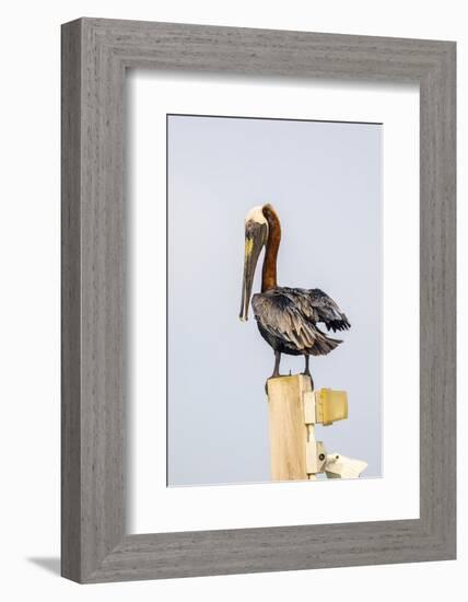 Belize, Ambergris Caye. Brown Pelican perched on top of a light pole.-Elizabeth Boehm-Framed Photographic Print