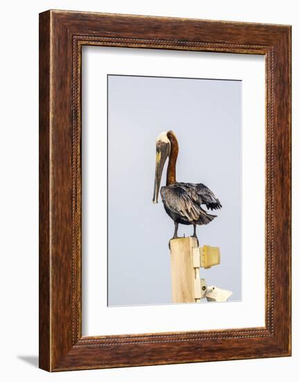 Belize, Ambergris Caye. Brown Pelican perched on top of a light pole.-Elizabeth Boehm-Framed Photographic Print