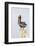 Belize, Ambergris Caye. Brown Pelican perched on top of a light pole.-Elizabeth Boehm-Framed Photographic Print