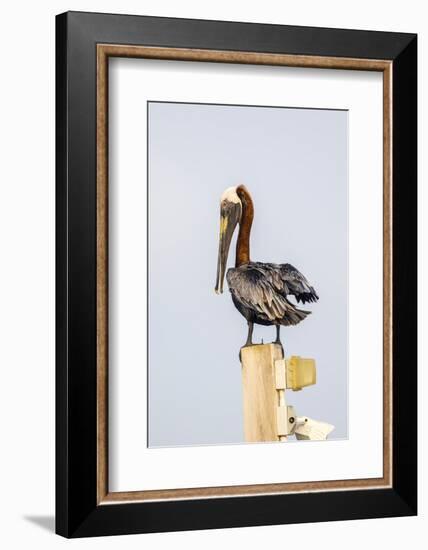 Belize, Ambergris Caye. Brown Pelican perched on top of a light pole.-Elizabeth Boehm-Framed Photographic Print