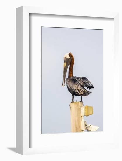 Belize, Ambergris Caye. Brown Pelican perched on top of a light pole.-Elizabeth Boehm-Framed Photographic Print