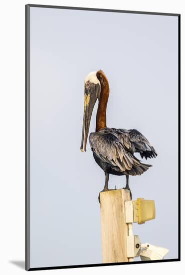 Belize, Ambergris Caye. Brown Pelican perched on top of a light pole.-Elizabeth Boehm-Mounted Photographic Print