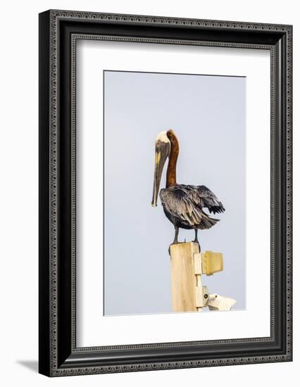 Belize, Ambergris Caye. Brown Pelican perched on top of a light pole.-Elizabeth Boehm-Framed Photographic Print