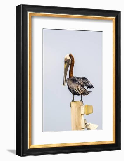 Belize, Ambergris Caye. Brown Pelican perched on top of a light pole.-Elizabeth Boehm-Framed Photographic Print