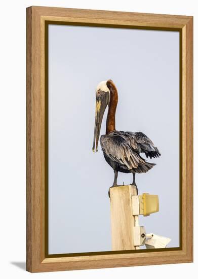 Belize, Ambergris Caye. Brown Pelican perched on top of a light pole.-Elizabeth Boehm-Framed Premier Image Canvas