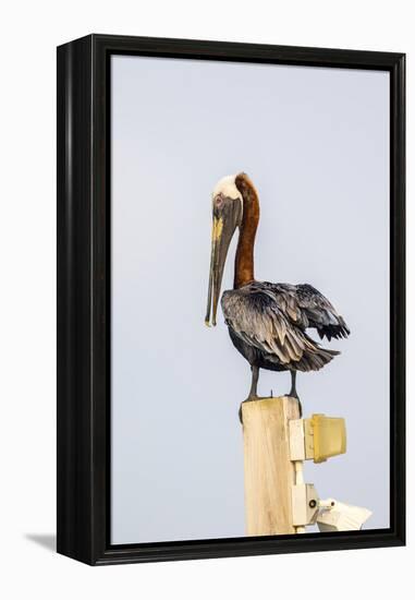 Belize, Ambergris Caye. Brown Pelican perched on top of a light pole.-Elizabeth Boehm-Framed Premier Image Canvas
