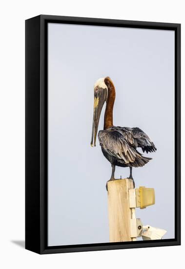 Belize, Ambergris Caye. Brown Pelican perched on top of a light pole.-Elizabeth Boehm-Framed Premier Image Canvas
