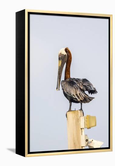 Belize, Ambergris Caye. Brown Pelican perched on top of a light pole.-Elizabeth Boehm-Framed Premier Image Canvas