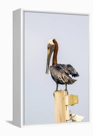 Belize, Ambergris Caye. Brown Pelican perched on top of a light pole.-Elizabeth Boehm-Framed Premier Image Canvas