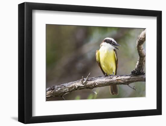 Belize, Ambergris Caye. Great Kiskadee calls from a perch.-Elizabeth Boehm-Framed Photographic Print