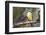 Belize, Ambergris Caye. Great Kiskadee calls from a perch.-Elizabeth Boehm-Framed Photographic Print