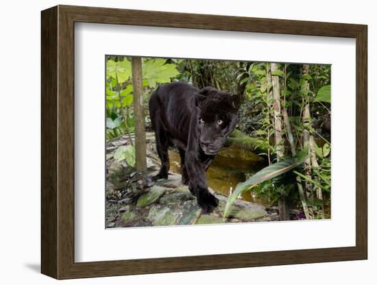 Belize, Belize City, Belize City Zoo. Black Panther (Captive)-Cindy Miller Hopkins-Framed Photographic Print