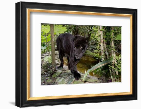 Belize, Belize City, Belize City Zoo. Black Panther (Captive)-Cindy Miller Hopkins-Framed Photographic Print