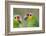 Belize, Belize City, Belize City Zoo. Head detail of pair of Red-lored parrots-Cindy Miller Hopkins-Framed Photographic Print