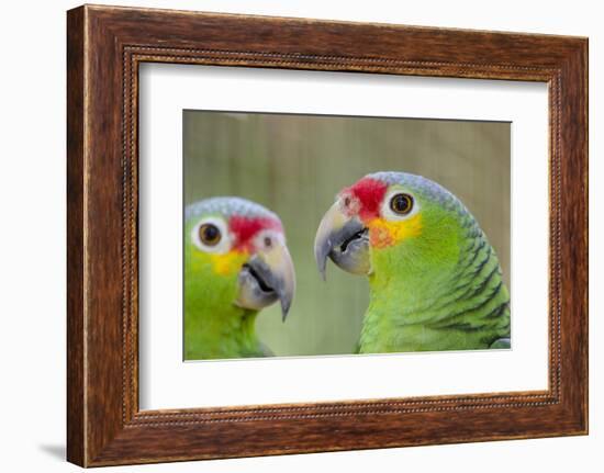 Belize, Belize City, Belize City Zoo. Head detail of pair of Red-lored parrots-Cindy Miller Hopkins-Framed Photographic Print