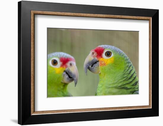 Belize, Belize City, Belize City Zoo. Head detail of pair of Red-lored parrots-Cindy Miller Hopkins-Framed Photographic Print