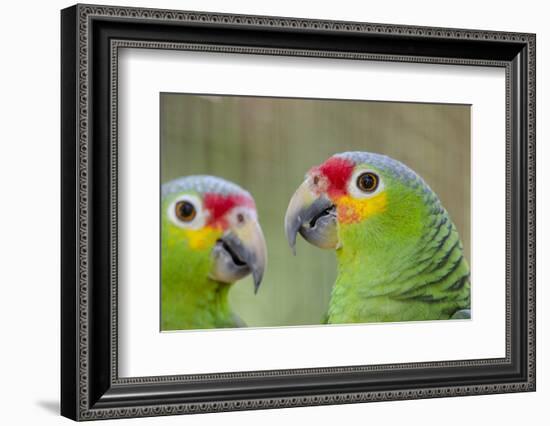 Belize, Belize City, Belize City Zoo. Head detail of pair of Red-lored parrots-Cindy Miller Hopkins-Framed Photographic Print