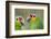 Belize, Belize City, Belize City Zoo. Head detail of pair of Red-lored parrots-Cindy Miller Hopkins-Framed Photographic Print