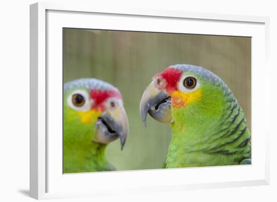 Belize, Belize City, Belize City Zoo. Pair of Red-Lored Parrots-Cindy Miller Hopkins-Framed Photographic Print