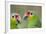 Belize, Belize City, Belize City Zoo. Pair of Red-Lored Parrots-Cindy Miller Hopkins-Framed Photographic Print