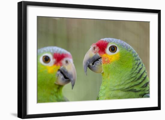 Belize, Belize City, Belize City Zoo. Pair of Red-Lored Parrots-Cindy Miller Hopkins-Framed Photographic Print