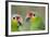 Belize, Belize City, Belize City Zoo. Pair of Red-Lored Parrots-Cindy Miller Hopkins-Framed Photographic Print