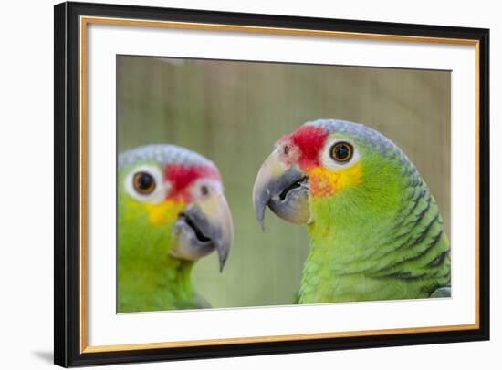 Belize, Belize City, Belize City Zoo. Pair of Red-Lored Parrots-Cindy Miller Hopkins-Framed Photographic Print