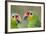 Belize, Belize City, Belize City Zoo. Pair of Red-Lored Parrots-Cindy Miller Hopkins-Framed Photographic Print