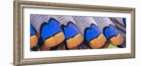 Belize, Central America. Colors of the ocellated turkeys.-Tom Norring-Framed Photographic Print