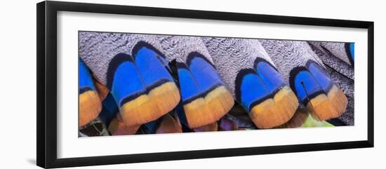 Belize, Central America. Colors of the ocellated turkeys.-Tom Norring-Framed Photographic Print