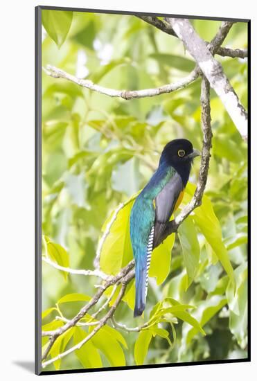 Belize, Central America. Gartered Trogon with iridescent bluish back.-Tom Norring-Mounted Photographic Print