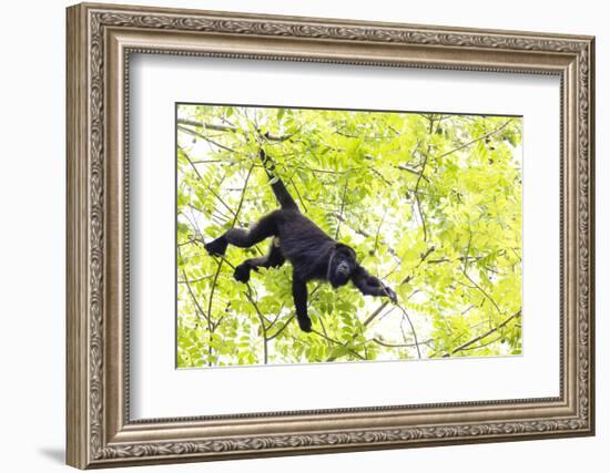 Belize, Central America. Howler Monkey. Their howling can travel up to 5 km-Tom Norring-Framed Photographic Print