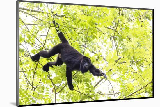 Belize, Central America. Howler Monkey. Their howling can travel up to 5 km-Tom Norring-Mounted Photographic Print