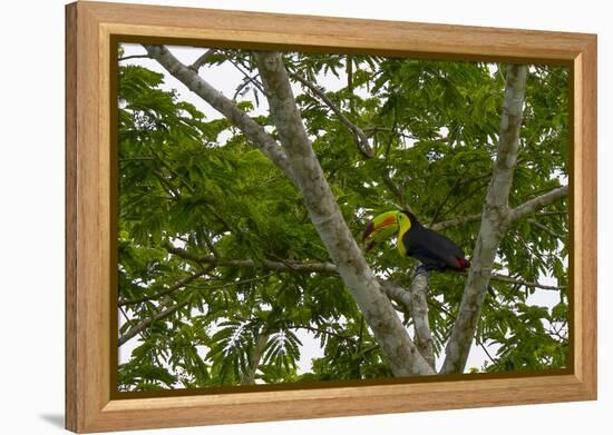 Belize, Central America. Keel-billed toucan.-Tom Norring-Framed Premier Image Canvas