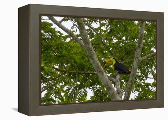 Belize, Central America. Keel-billed toucan.-Tom Norring-Framed Premier Image Canvas