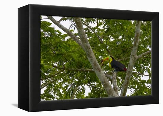 Belize, Central America. Keel-billed toucan.-Tom Norring-Framed Premier Image Canvas
