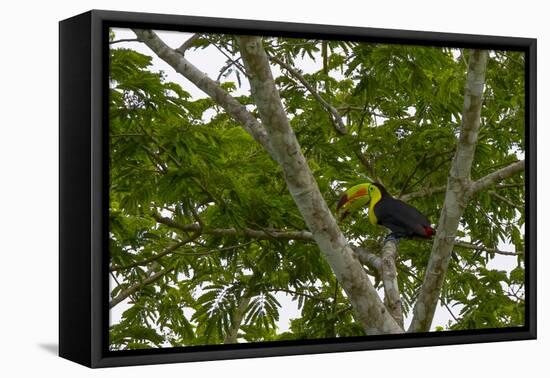 Belize, Central America. Keel-billed toucan.-Tom Norring-Framed Premier Image Canvas