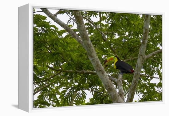 Belize, Central America. Keel-billed toucan.-Tom Norring-Framed Premier Image Canvas