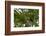 Belize, Central America. Keel-billed toucan.-Tom Norring-Framed Photographic Print