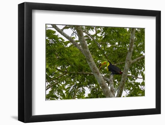 Belize, Central America. Keel-billed toucan.-Tom Norring-Framed Photographic Print