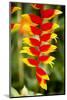 Belize, Central America. Orange and red parrots beak flower.-Tom Norring-Mounted Photographic Print