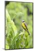 Belize, Central America. Tropical Kingbird.-Tom Norring-Mounted Photographic Print