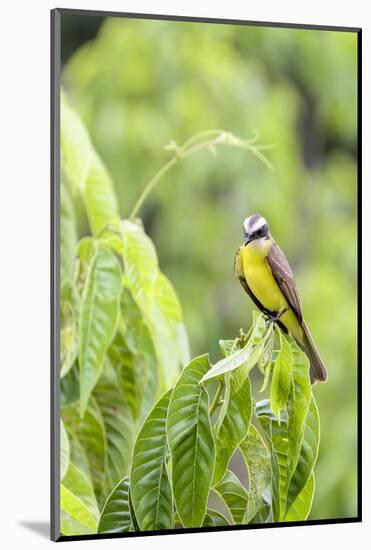 Belize, Central America. Tropical Kingbird.-Tom Norring-Mounted Photographic Print