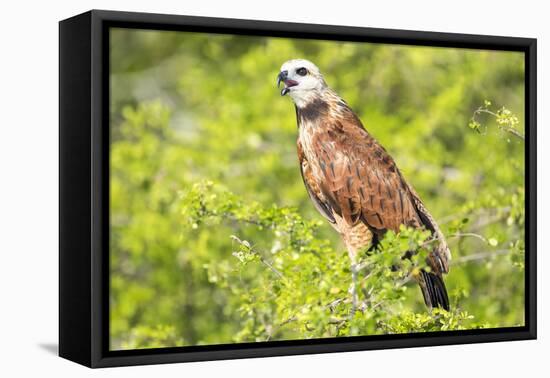 Belize, Crooked Tree Wildlife Sanctuary. Black-collared Hawk calls from a perch.-Elizabeth Boehm-Framed Premier Image Canvas