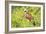 Belize, Crooked Tree Wildlife Sanctuary. Black-collared Hawk calls from a perch.-Elizabeth Boehm-Framed Photographic Print