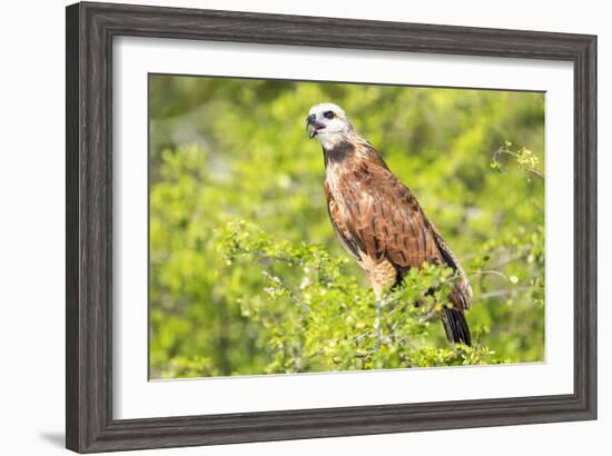 Belize, Crooked Tree Wildlife Sanctuary. Black-collared Hawk calls from a perch.-Elizabeth Boehm-Framed Photographic Print